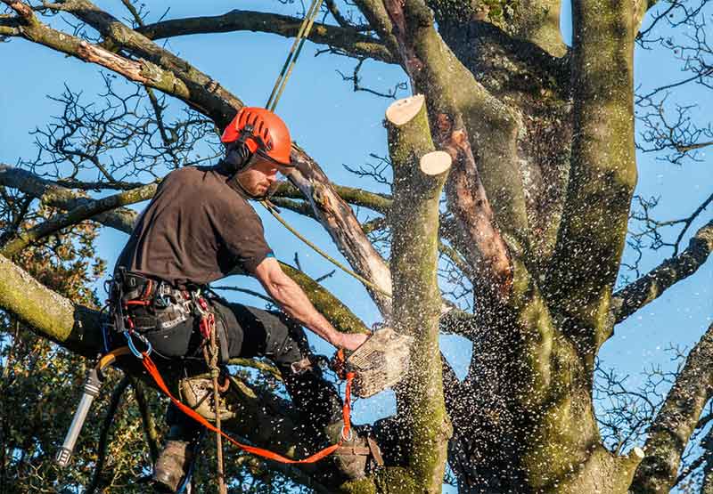 BSD VERTSÉLAGAGE  : Élagueur, jardinier dans le Maine-et-Loire (49), les Deux-Sèvres (79), Vienne (86) et l’Indre-et-Loire (37). Étêtage, élagage d’arbres, abattage arbres, d’essouchage et débroussaillage terrain . Entretien de vos espaces verts :Tailles des haies, tonte de pelouse,Nettoyage des extérieurs … pose clôture…