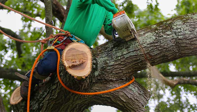 BSD VERTSÉLAGAGE  : Élagueur, jardinier dans le Maine-et-Loire (49), les Deux-Sèvres (79), Vienne (86) et l’Indre-et-Loire (37). Étêtage, élagage d’arbres, abattage arbres, d’essouchage et débroussaillage terrain . Entretien de vos espaces verts :Tailles des haies, tonte de pelouse,Nettoyage des extérieurs … pose clôture…