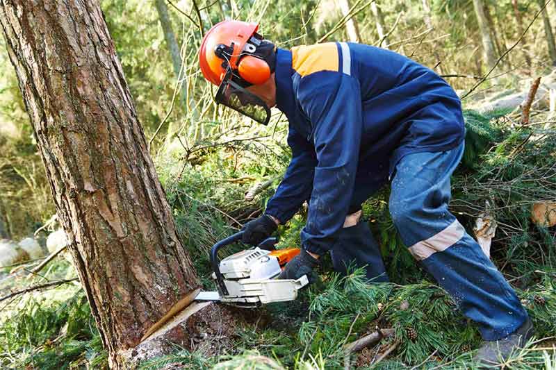 BSD VERTSÉLAGAGE  : Élagueur, jardinier dans le Maine-et-Loire (49), les Deux-Sèvres (79), Vienne (86) et l’Indre-et-Loire (37). Étêtage, élagage d’arbres, abattage arbres, d’essouchage et débroussaillage terrain . Entretien de vos espaces verts :Tailles des haies, tonte de pelouse,Nettoyage des extérieurs … pose clôture…